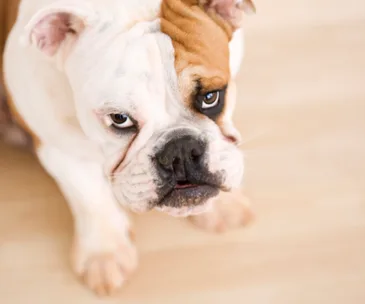 10 things every dog lover needs to know