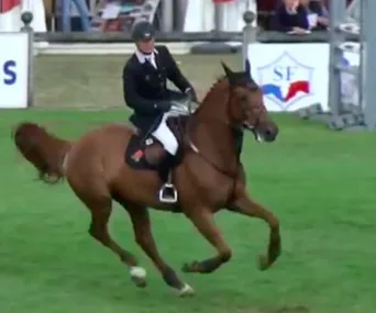 Prize-winning horse slaughtered in Florida