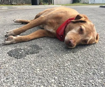 Loyal dog keeps vigil on road where owner was killed
