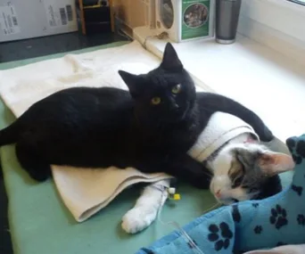 Black cat cuddles a recovering tabby cat on a blanket, creating a comforting scene.