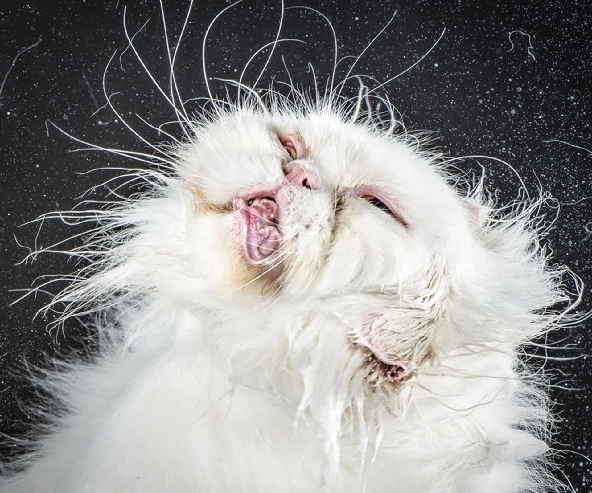 Wet white cat shakes off water, fur fluffed, eyes squinting, and water droplets surrounding it.
