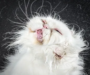Wet white cat shakes off water, fur fluffed, eyes squinting, and water droplets surrounding it.