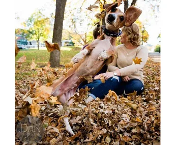 Dachshund jumping through autumn leaves in front of a couple sitting on the ground.