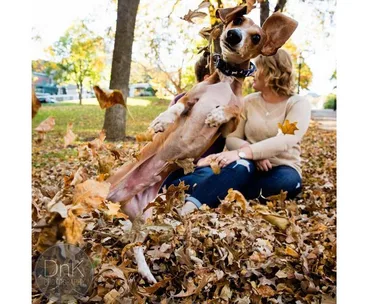 Dachshund jumping through autumn leaves in front of a couple sitting on the ground.