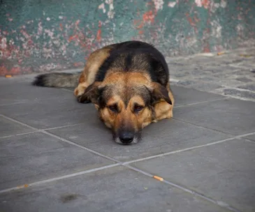A sad-looking dog lying on a tiled sidewalk near a weathered wall.