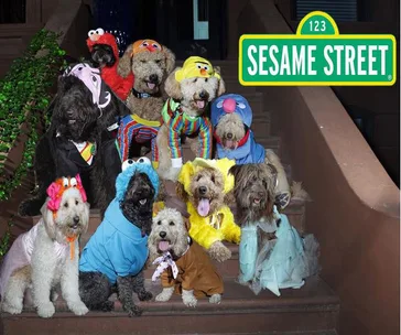 Dogs dressed in Sesame Street costumes sitting on steps under a Sesame Street sign.