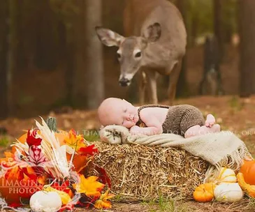 Baby sleeping on hay with pumpkins nearby, while a deer curiously approaches in the background.