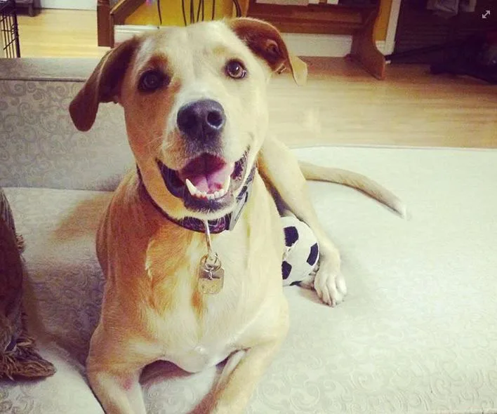 Happy brown and white dog lying on a couch with a ball toy nearby.