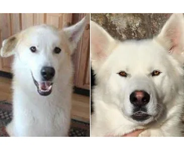 Two white dogs, one with a fluffy coat and a friendly expression, the other with a smooth coat and an alert gaze.