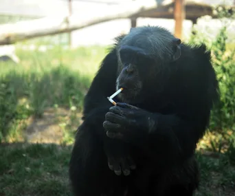 Chimpanzee holding a lit cigarette in its hand outdoors.