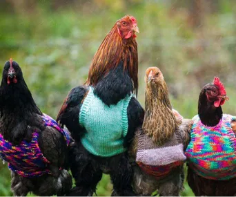 Chickens wearing colorful knit sweaters in a grassy outdoor setting.