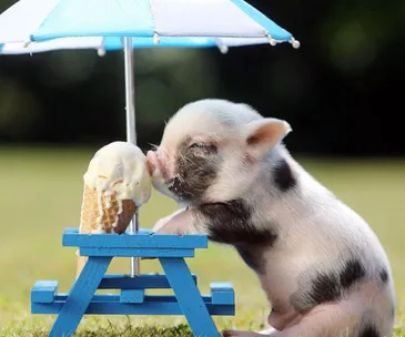 A piglet licking an ice cream cone on a small blue picnic table under a mini umbrella.