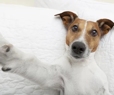 Dog taking a selfie on white quilted bedding, ears perked and eyes wide.
