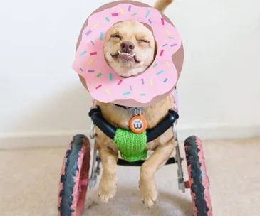 Disabled dog gets to run again with the help of prosthetic legs