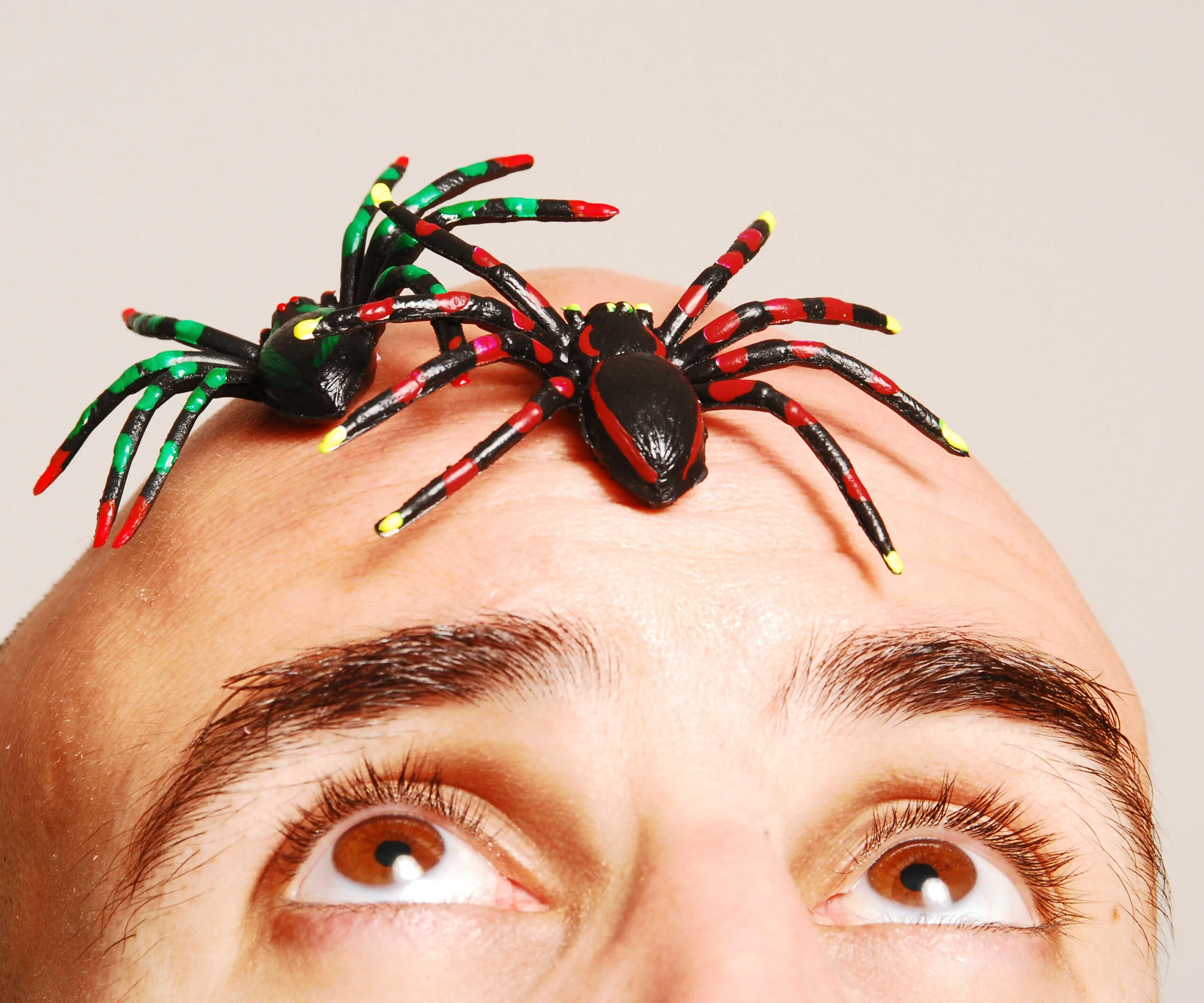 "Two colorful plastic spiders on a man's bald head, eyes looking up."