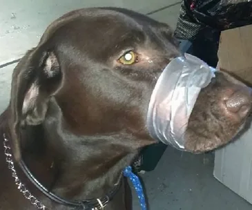 Dog with duct tape wrapped around its muzzle, sitting in a room with boxes nearby.
