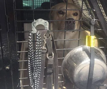 Dog in a vehicle cage behind a metal grid, with a leash and bowl hanging on the grid.