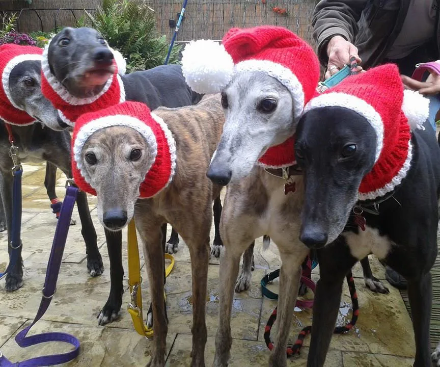 Greyhounds wearing knitted red Santa hats, standing together outdoors on a patio.