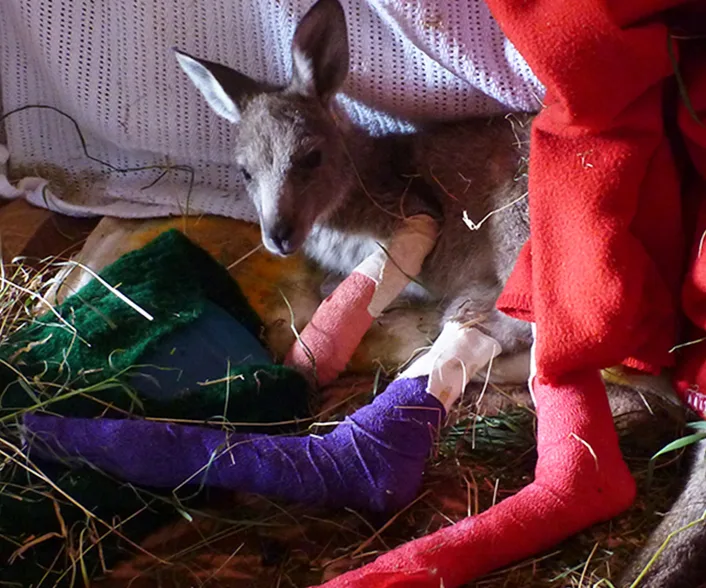 Young kangaroo wrapped in colorful bandages and blankets, lying on hay, recovering from an injury in a cozy setting.