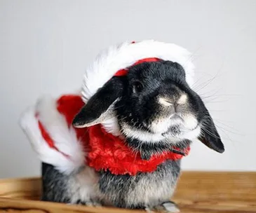 A cute black bunny wearing a fluffy red and white Santa outfit, sitting on a wooden surface.