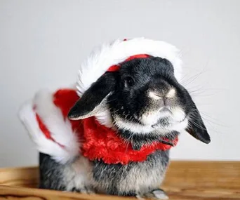 A cute black bunny wearing a fluffy red and white Santa outfit, sitting on a wooden surface.