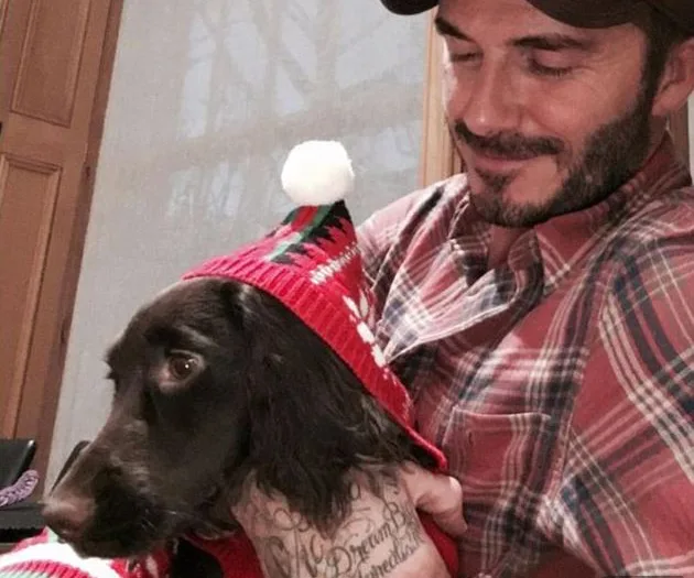 Man in plaid shirt smiles at a dog wearing a festive red hat with a white pom-pom.
