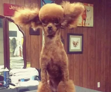 A fluffy dog with a styled haircut and large ears stands in a grooming room, surrounded by mirrors and art.
