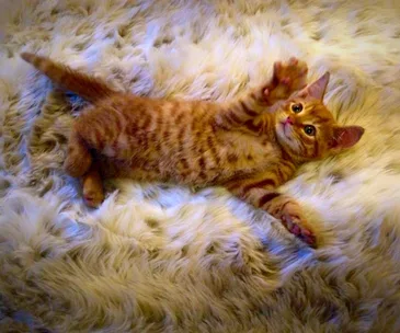 A playful ginger kitten lies on its back on a fluffy rug, with its paws reaching up in the air.
