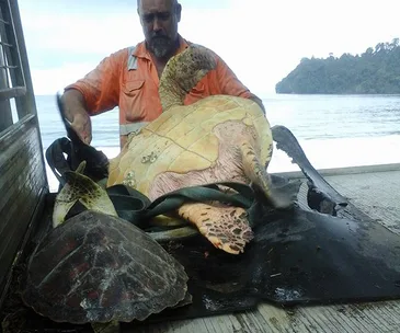 Man in orange shirt releases turtles from truck by the sea, with forested island in the background.