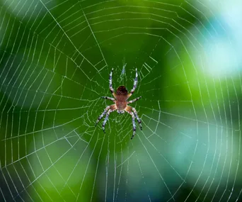 Spider on its web with a blurred green background.