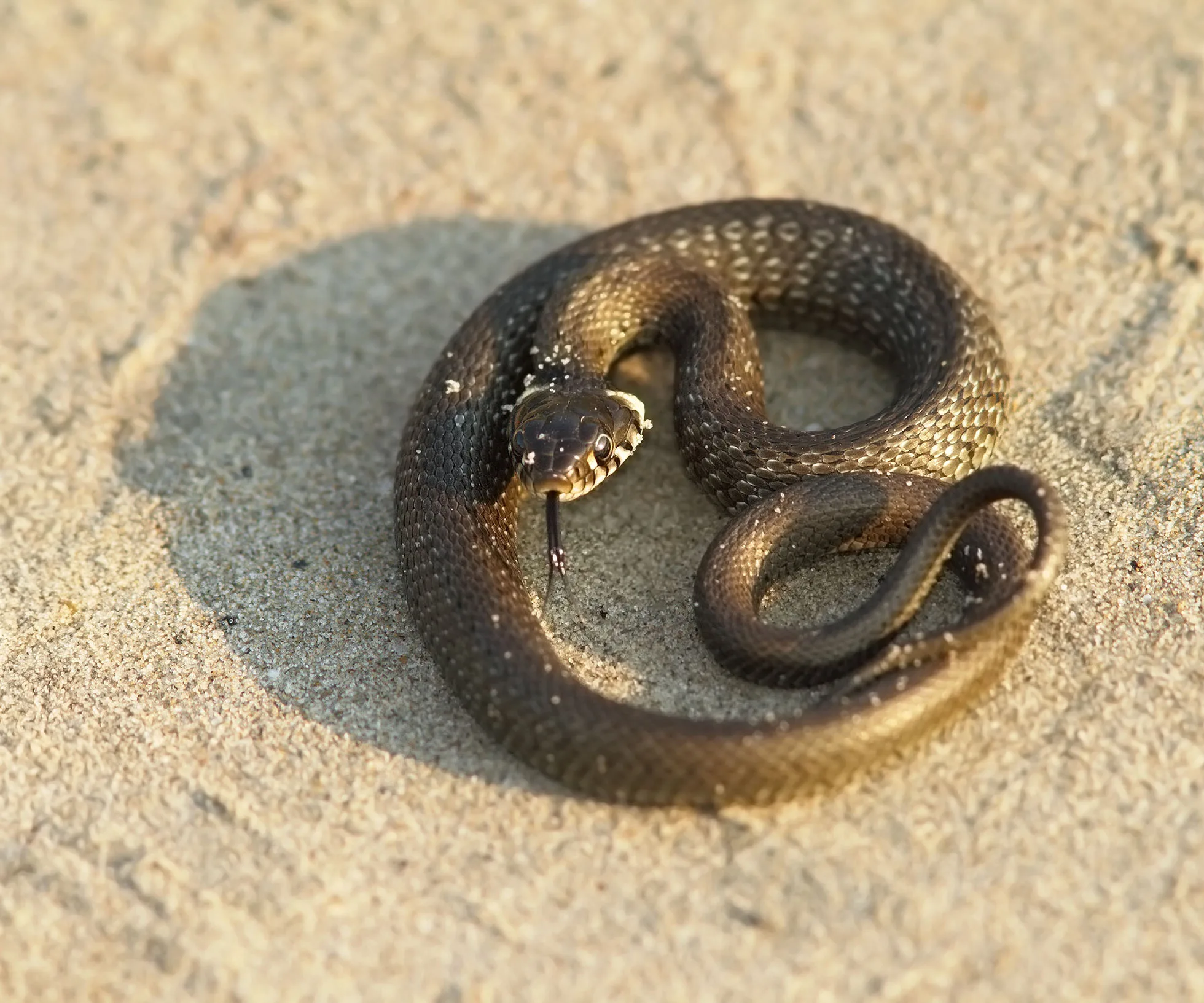 Coiled snake on sandy ground with its tongue extended, basking in sunlight.