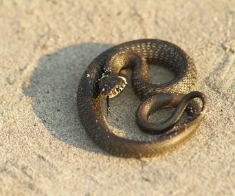 Coiled snake on sandy ground with its tongue extended, basking in sunlight.