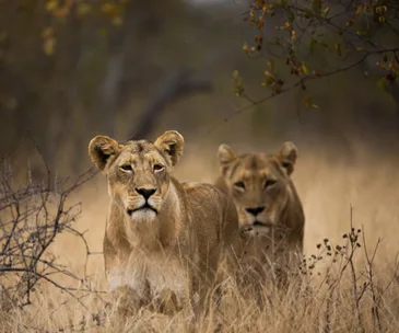 Famous lions found poisoned in Kenya