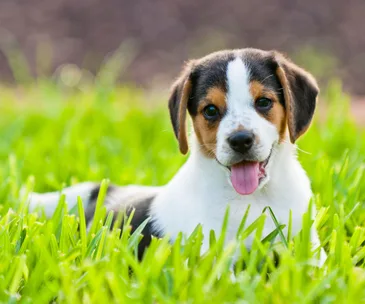 A smiling puppy lying in green grass on a sunny day.