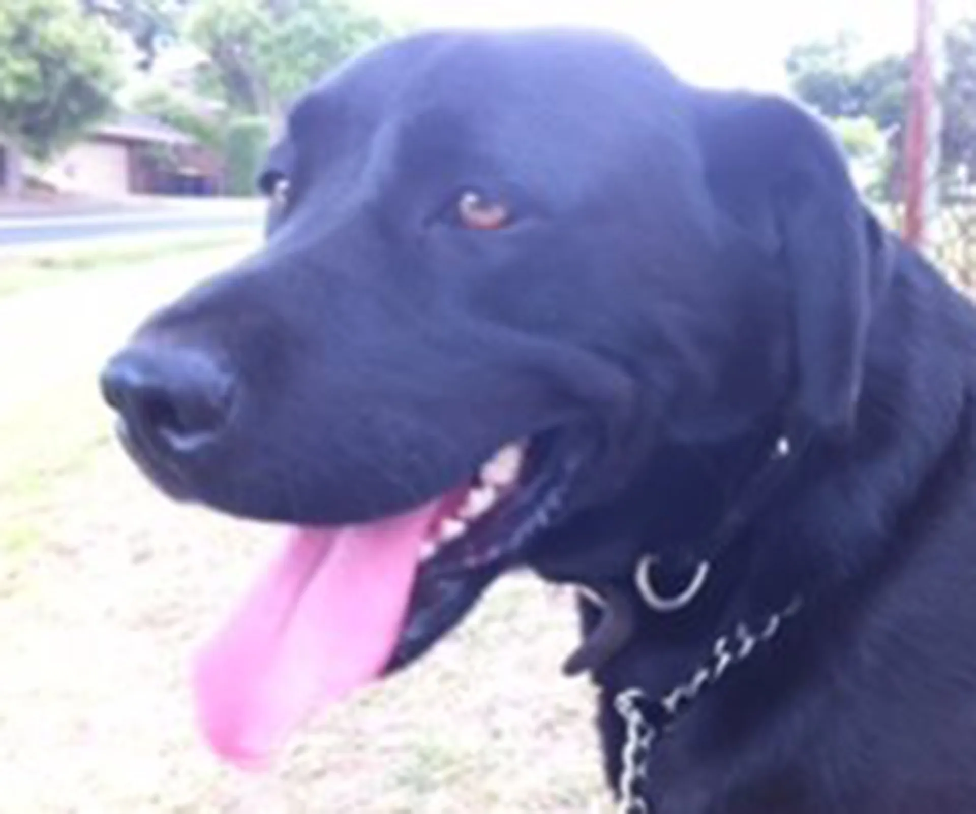 A happy black Labrador with its tongue out, wearing a chain collar, sitting on grass by a street.