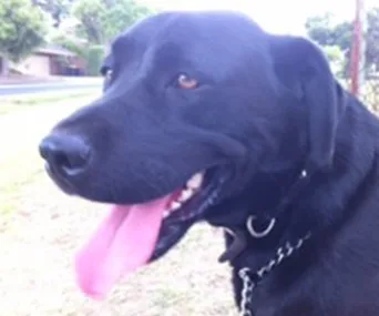 A happy black Labrador with its tongue out, wearing a chain collar, sitting on grass by a street.