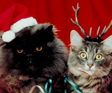 Two cats against a red background; one in a Santa hat and the other in antlers, festive ribbons below.