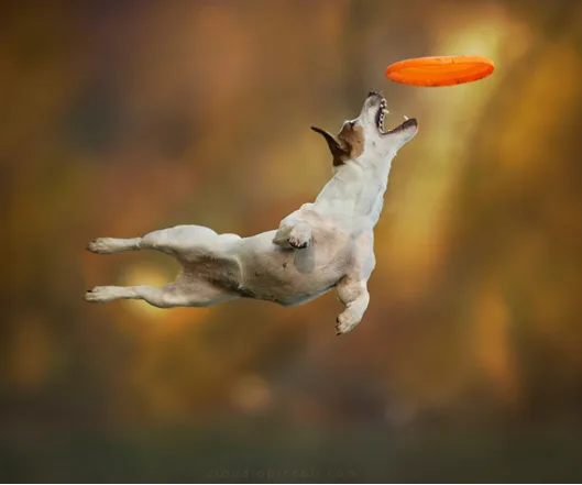 claudio piccoli's flying dogs