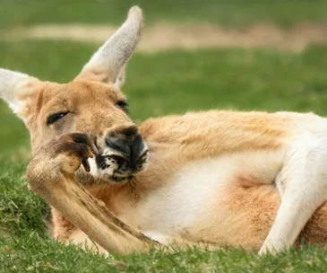 What happens when a kangaroo jumps on a trampoline?