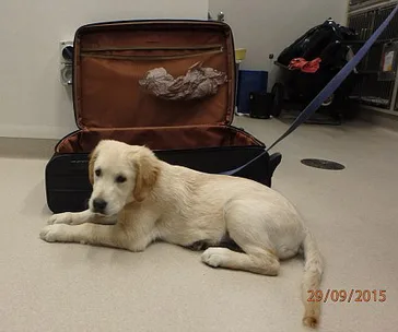 Golden retriever puppy lying in front of an open suitcase in a room, with a leash attached, dated 29/09/2015.