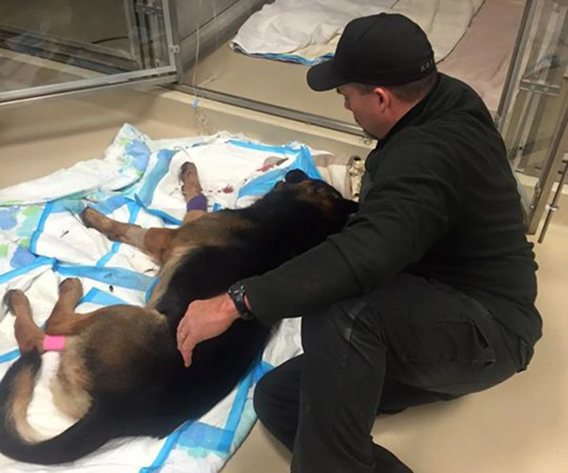 Man comforting injured K9 dog lying on a blanket in a veterinary clinic.
