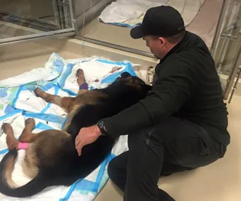 Man comforting injured K9 dog lying on a blanket in a veterinary clinic.