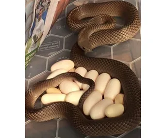 A brown snake coils around a clutch of white eggs on a patterned surface.