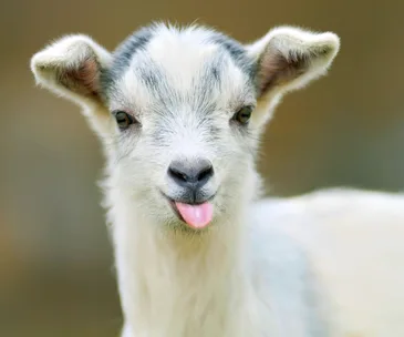 Young goat with white and gray fur, sticking out its tongue against a blurred background.
