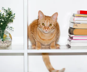 Orange tabby cat sitting on a white shelf with a stack of books and a potted plant nearby.