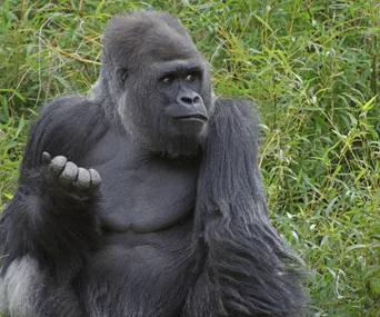 The gorilla that saved my life