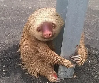 A sloth clings to a pole on a road, appearing stranded but calm, before being rescued by police.