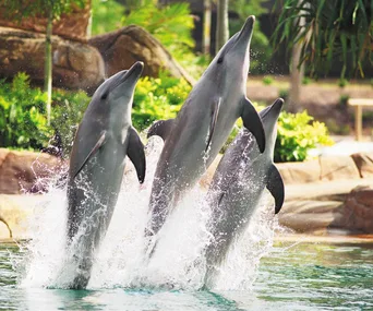 Three dolphins leaping out of the water at a theme park, surrounded by lush greenery.