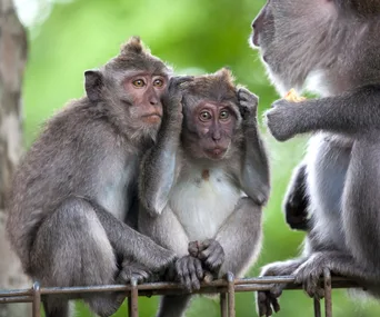 Group of monkeys perched on a rail, with one holding its ears, in a lush green setting.