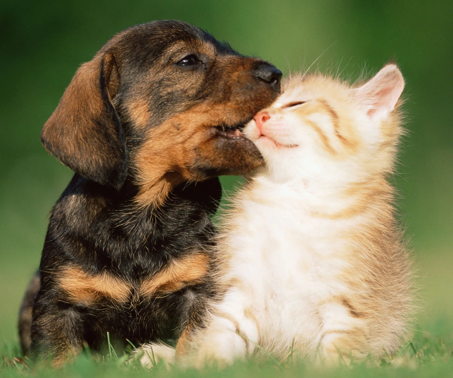 A playful puppy and a fluffy kitten snuggle together on a grassy field.